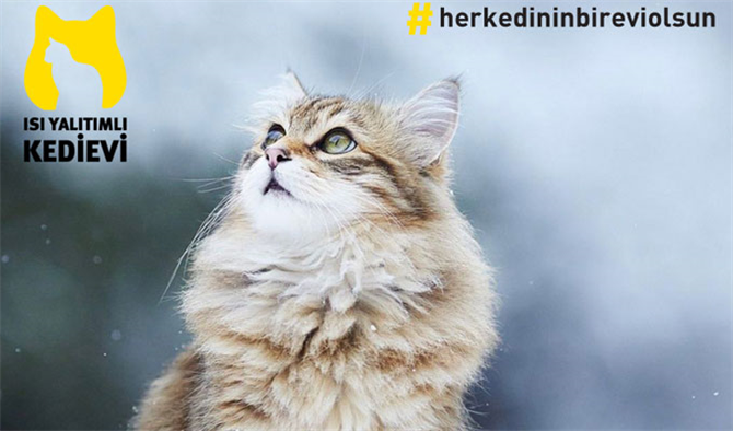 Austrotherm'den Çok Sıcak Proje: Isı Yalıtımlı Kedi Evleri