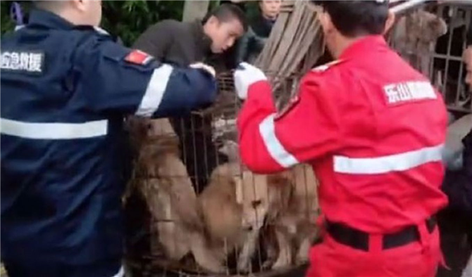 Çin'de Büyük Vahşet! Mezbahada Sosis Yapımı İçin Bekleyen 40 Köpek Bulundu