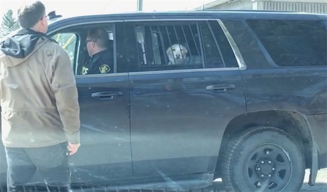 Geyiğe Saldıran Köpek Tutuklandı