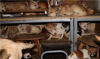 Japonya'da 164 Köpekle 30 Metrekareye Sığdırılmış Bir Yaşam