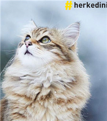 Austrotherm'den Çok Sıcak Proje: Isı Yalıtımlı Kedi Evleri