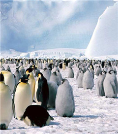 Antartika'da 1.5 Milyonluk Yeni Penguen Sürüsü Keşfedildi