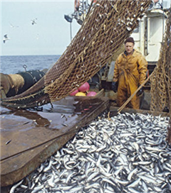 Balıkçılara Devlet Desteği