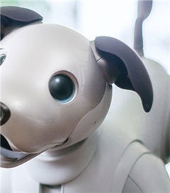 Sony’den Evcil Robot Köpek